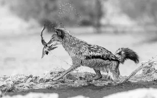 Awesome captions make better photos