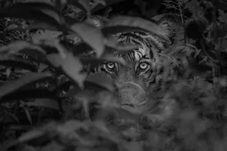 Awesome captions make better photos