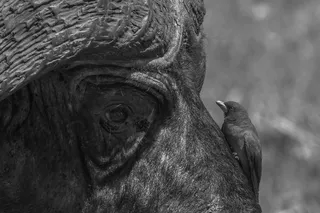 I ordered a chicken and an egg online.